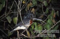 Giant kingfisher , Megaceryle maximus , Shire river , Liwonde National Park , Malawi stock photo
