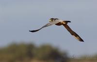berberfalk / barbary falcon (Falco pelegrinoides)