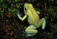 Golden Poison Frog Phyllobates terribilis