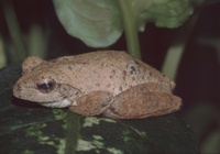 : Chiromantis xerampelina; Gray Tree Frog