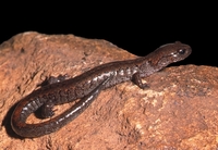 : Karsenia koreana; Korean Crevice Salamander