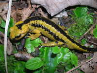 : Salamandra salamandra bernardezi; Fire Salamander