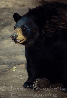 : Ursus americanus; American Black Bear