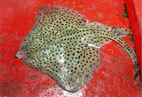 Raja montagui, Spotted ray: fisheries, aquarium