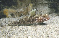Gobius cruentatus, Red-mouthed goby: aquarium