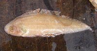 Cynoglossus zanzibarensis, Zanzibar tonguesole: fisheries