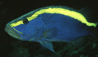 Aulacocephalus temminckii, Goldribbon soapfish: