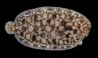 Pardachirus morrowi, Persian carpet sole: fisheries
