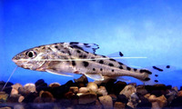 Pimelodus pictus, Pictus cat: aquarium