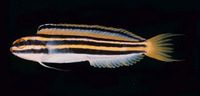 Meiacanthus lineatus, Lined fangblenny:
