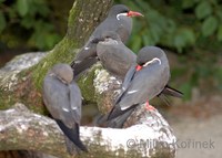 Larosterna inca - Inca Tern