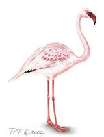 Image of: phoeniconaias minor (lesser flamingo)