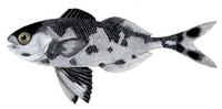 Image of: Nomeus gronovii (man-of-war fish)