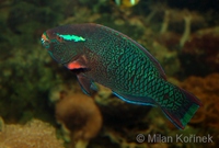 Scarus niger - Black Parrotfish