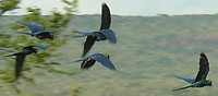 Lear's Macaw - Anodorhynchus leari