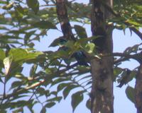 Masked Tanager