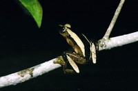 : Afrixalus fornasini; Fornasini's Leaf-folding Frog