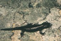 : Salamandra lanzai; Lanza's Alpine Salamander