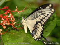 Papilio thoas - Thoas Swallowtail