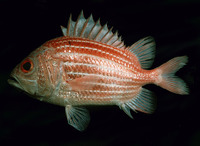 Ostichthys kaianus, Deepwater soldier: fisheries