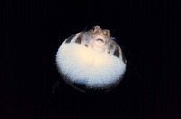 Sphoeroides marmoratus, Guinean puffer: fisheries