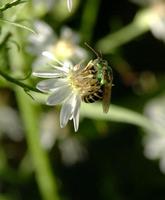 Image of: Halictidae (halictid bees and sweat bees)