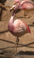 Phoenicoparrus jamesi - Puna Flamingo