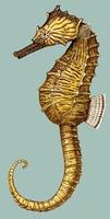 Image of: Hippocampus erectus (lined seahorse)