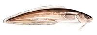 Image of: Ophidion holbrooki (bank cusk-eel)
