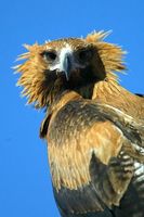 Wedge tailed Eagle