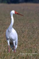 Siberian Crane - Grus leucogeranus