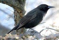 Austral Blackbird - Curaeus curaeus