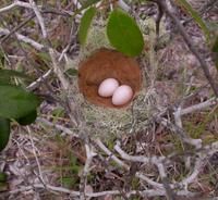 Rufous-crowned elaenia, nest