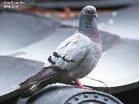 Columba rupestris , 양비둘기 - Hill Pigeon