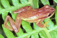 : Dendropsophus sanborni