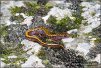 : Eurycea longicauda melanopleura; Dark-sided Salamander