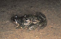 : Pelodytes ibericus; Iberian Parsley Frog