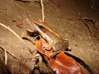: Rana temporalis; Bronzed Frog
