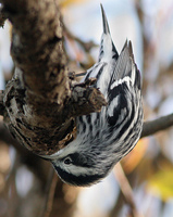 : Mniotilta varia; Black-and-white Warbler