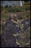 : Chaetodipus formosus; Long-tailed Pocket Mouse