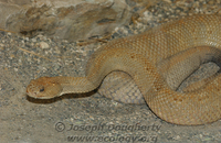 : Crotalus durissys ssp. unicolor; Aruba Island Rattlesnake