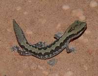 : Diplodactylus ornatus