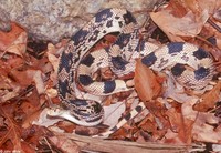 : Pituophis melanoleucus melanoleucus; Northern Pine Snake