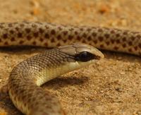 : Rhamphiophis rostratus; Rufous Beaked Snake