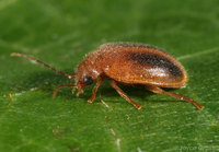 : Prionocyphon sp.