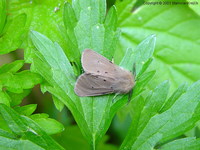Diaphora mendica - Muslin Moth