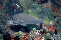 Odontoscion dentex, Reef croaker: fisheries
