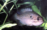 Acantharchus pomotis, Mud sunfish: