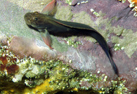 Ophioblennius atlanticus, : aquarium