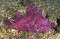 Rhinopias frondosa, Weedy scorpionfish: aquarium
